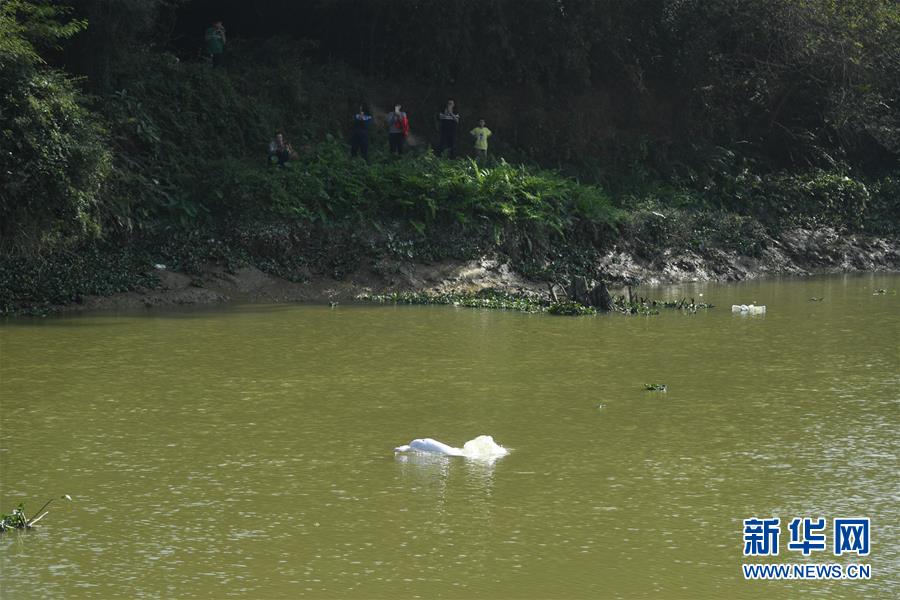 (社会)(1)广东一高龄中华白海豚误入内河