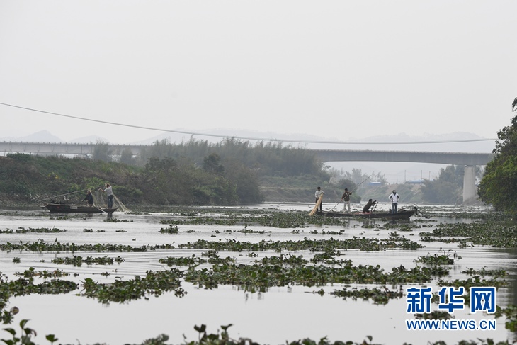 （社会）（5）广东一高龄中华白海豚误入内河