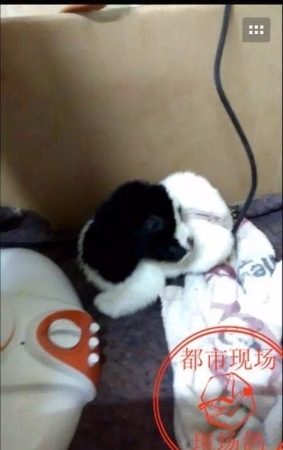 母羊死亡瞬间生小羊