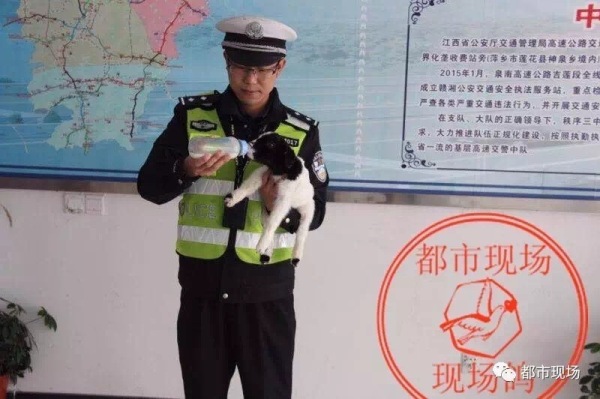 母羊死亡瞬间生小羊