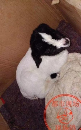 母羊死亡瞬间生小羊