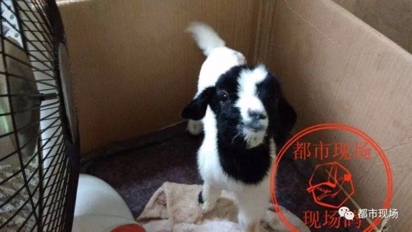 母羊死亡瞬间生小羊