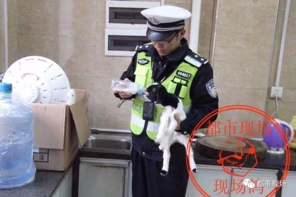 母羊死亡瞬间生小羊