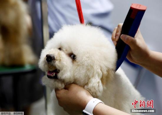 一名参展者给自己的宠物狗梳理毛发。