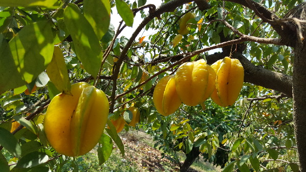 岭南开春第一果枇杷提前成熟西丽果场入园任吃